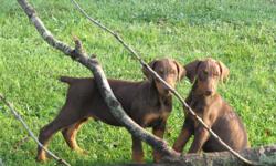 Doberman Puppies 9 weeks old Males. Black and Rust, Red and Rust. Shots up to date, tails docked, wormed. Ready for a new home, very sweet. 205-429-2128 One Red female.
