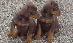 doberman puppies for sale purebred, tail docked already , &nbsp;first shot and deworming, &nbsp;3 males and 2 females available , $250 &nbsp; each &nbsp; please &nbsp;call or text &nbsp;915 243 38 37 &nbsp;el paso texas