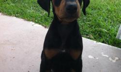 I have 3 male doberman puppies for sale. They were born May 10, 2012 and they made 8 weeks on July 5th so they are ready for their new homes! I am asking 400 each and it will include the registration. The mom and dad are both on site as well. Also the mom