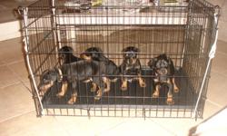 2 blk & rust males 3 females ready now tails docked dew claws removed sire and dam AKC 928 242 2429 or 928 567 2752