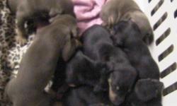 doberman pups looking for sweet home . d.o.b. 11/25/10 for more info. please call me. 303 669 6876 thank you...