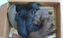 I have Doberman puppies that were born 12/21/2012 . They will be ready on 3/14/2013 . I am asking $350.00 and taking $100.00 deposits because at this price they will all be spoken for in weeks . They are CKC registered and are great family protectors . I
