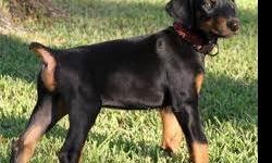 Doberman Puppies CKC Reg. Available now! blk/rust. males and females. Family raised, with kids and felines also. Beauty, brains, and protection all in one. nice bone and body structure, great heads. current vacctionation, dewormed, health guaranteeed.