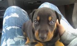 i have 7 beautiful doberman puppies, males and females. all are black/rust. they have their tails docked and dew claws removed, and will have first set of shots. they are not papered. born on April 25. i am now taking deposits. call or txt me @
