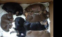Lovely Doberman puppies,black/red and red,they will be going to there new home with up today shots and d-wormed.
Only looking for good loving homes.