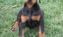 I have a 12wk old black and tan female doberman puppy who needs a good home. She has all her shots and has had her heartworm medicine this month. She has had her dew claws removed and tail docked. All she needs now is a good home and her ears cropped if