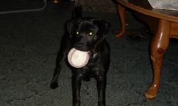 Hi my name is Amber and i was looking for a good home for my wonderful dog Cadence. She's about a year or a little over. She's pure black except for her tail curls over her back and she has a little gray on it, other than that shes completely black. She's