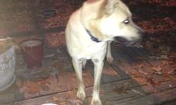 Found tan male young adult husky/sherphard mix dog in neighborhood near Friendly and Holden intersection. Please call --.
