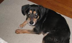 Neutered male, mixed breed (Lab, shepherd, beagle)' 50 lbs, black with tan marks on face and paws; cream belly; 10 years old.
went missing from Oakdale Drive (cross streets Broadway and Beaver) (zip 46807) on 7/4
was wearing collar with Rabies tag. Is