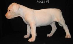 I have an exceptional litter of Dogo Argentino Puppies. Dam is a UKC Champion, has earned her ACK CGC and has passed her tests to do therapy work in hospitals. Sire is a monster of a dog with an incredible head, bone mass and pedigree. The pups just did