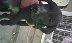 i have two chi mixed for small rehoming fee and one 10 week old lab hound mixed call for details --