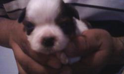 5 shih tzu puppies for sale.3 weeks old