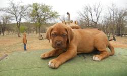 Mastiff Puppies for sale. 8 weeks old. AkC Registered and current on shots. Champion Bloodlines. Parents on site. 1 male and 1 female. Puppies are very sweet and have been well socialized. Raised around small children and animals. We will ship if needed.