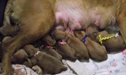 I just had a litter of 13 puppies.Full AKC registration. Our dogs have a very good pedigree, Good hip scores OFA, We only have a few breeding's a year because our females have so many puppies,and we like to spend allot of time with our dogs. I breed for