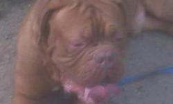 I am selling 3 Dogue De Bordeaux's ****PREFER TO SELL AS A BREED SET
1 Male- Roderick (DOB 11/23/07)
2 Females- Jennica (DOB 10/18/07), Princess Teonna Pollard (DOB 10/4/2009)
**ALL AKC Registered
**ALL Import Blood Line
Roderick is the grandson of