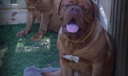 Pastoral Dogue de Bordeaux
Home of Red and Black Mask French Mastiff
AKC Registered pups that are microchipped and be DNA Profiled.
Puppies born June 6, 2010 with males available.
Our Dogs are 100% European Bloodlines
The Real Deal is Right Here in