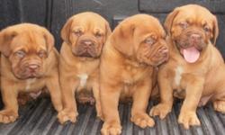 6 week Males. AKC registered. Parents were imported from Hungary. Dewormed and all shots up to date.