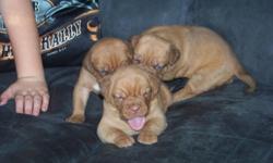 We have three Dogue De Bordeauxs puppies available. 2 males and 1 female. Will be ready Jan 1, 2010 Dad is a large 150 lb male mom is 110 lb female. great temperments, raised around children and other dogs in our home. Puppies will have 1st shots, wormed