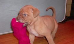I have a liter of 12 french mastiffs. Born 7/29/11 All papers and shots.
Comes with health certificate. They are beautiful and ready to go to good homes. Call Karen at 774-212-1431