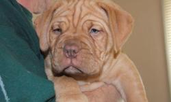 We are a small breeder located in a small town in upstate New York. We produce only one or two litters a year. All of our Dogues are raised inside our home. Our Dogues either have championship or excellent lineage. We breed for health and temperment. Our
