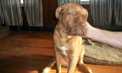 male 7 months &nbsp; redred face. &nbsp;family pup. &nbsp;akc registered. &nbsp;$ 800.obo &nbsp; loves kids, &nbsp; is great with all other animals. &nbsp; call --