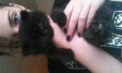 adorable doll face persian kitten, chocolate colored with green eyes, 8 weeks old, male