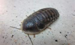 http://www.kimbrellscoldblood.com specializes in selling Dubia roaches to feed your reptiles. Check out our site to compare sizes and prices. We do offer specials from time to time. We ship all across the U.S. Let us know if you are looking for anything