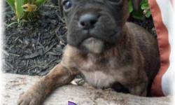 Say Hello to this Baby Doll named Duchess! She is a Brindle with a Black muzzle &Whit chest &paws.They this little Female Boxer with these markings a flashy.When it come to a Boxer,its intelligence and willing tractability, its modesty, and cleanliness