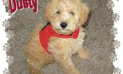 Dusty Says Hey look over here! I'm a Schnoodle Male. I'm a Cross Breed, 1/2 Mini. Schnauzer & 1/2 Mini. Poodle.My Breed does not shed. I'm a Carmel color ball of fur.I was born on May 7th.,2011.I'll be between 15-20 lbs when fully grown. I love to play