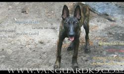 Dutch Shepherd Male puppy 5 months old . Health Cert. S&W, Basic obedience Trained, crate trained & house broken. Videos & more pictures on our webpage
more info. contact us.225-346-5222
www.vanguardk9.com