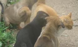I have a litter that was produced because police and military requested a few puppies after having great success with the previous puppies they got from me.&nbsp; I have 2 females and 1 male. The females are 500 and the male is 650. These puppies are very