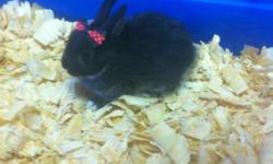 Cute baby bunnies for sale in South Florida. Our dwarf bunny rabbits for sale are very sweet and tiny! Call (954)-452-8588 and visit www.yourpetcity.com