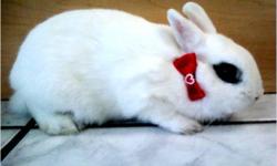Dwarf Bunnies for sale in Florida for sale in Davie ...