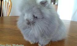 We have pure bred lionhead babies available. We are located in Angier,NC. Call us at 919 757-4681 0r e-mail at carmendeboer@yahoo.com. See our website for pictures https://sites.google.com/site/tobaccoroadsite/