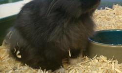 Gorgeous Dwarf Lionhead bunnies for sale South Florida. Cute little bunny rabbits with pretty fluffy fur! Call (828)-253-2392 and visit www.yourpetcity.com