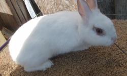 Dwarf doe not sure of breeding. Bought her as a Lionhead. She looked like one when she was younger. Now she look like she is Hotot/Netherland dwarf cross. She raised a litter about a month ago. if interested call 417-777-8588