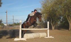 Secret Affair aka Chip is a stunning near 16 hand TB gelding. Very athletic,gorgeous,patient and forgiving of mistakes. He has tons of schooling and was used as a lesson horse a few years. He is a solid jumper with no refusals. If you are looking for that
