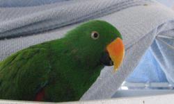 6 year old male solomon island eclectus. Very healthy, no plucking, excellent feather. Very nice bird with good personality. Has never bitten anyone and has been handled by older children as well as adults. Has a very large vocabulary and no swear words.