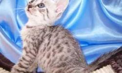 For Sale Egyptian Mau and Bengal Kittens. We male silver Egyptian Maus and Brown and silver Bengal males for sale. All kept in our home, with shots, neutered and wormed. CFA and Tica Registered with good pedigrees.