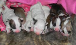 Brand new batch of pure bred bull terrier pups. Three females, one light brindle and white, one is fawn and white, and one is all white with black spot on her right ear. There are five males, one is all white with a big tan spot over each side of face