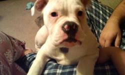 5 month old american/english bulldog named Thrall. Has had all his shots. Needs a home where he can get lots of attention.