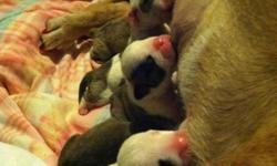 eNGLISH BULLDOGS FOR SALE 2500.00...WILL BE READY FOR A HOME DEC. 5 ...CKC REGISTERED...SHOTS...WORMED..CHIPPED...WITH ALL BREEDING RIGHTS...--...am will to ship for 500.00...I have 4 females and 1 male....the male is 3500.00