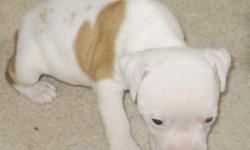 (Tator bloosom) is a English Bulldog American Bulldog Hybrid puppy. Her DOB is 6-01-11 She is going to be nicely built bully girls without any of the Eye,skin or breathing problems. She is very sweet and was bottle fed and have been around cats and other