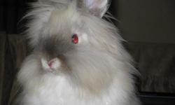 English Angora Rabbits. I have different Litters so that they can be bred. I have Pedigreed Rabbits that their father has won Best of Show and Two First Place Winnings. These Rabbits are best known for their Wool for Spiining Wool, most of my customers
