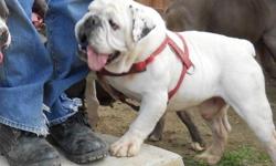 BEAUTIFUL ENGLISH BULL DOG ALL WHITE 3 YEARS OLD NEEDS LOVING FAMILY HOME
MAKES BEAUTIFUL PUPPIES, HOUSE DOG, BUT DOES REALLY WELL OUT SIDE IF KEPT WELL SHELTERED
NEEDS KIDDIE POOL DURING THE SUMMER DAYS AND A NICE THICK BLANKET DURING THE COLD NITES, NOT