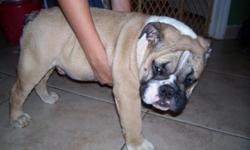 3 month old english bull dog puppy, vaccinated and has AKC papers.