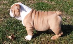HEY, HEY, HEY!&nbsp; MY NAME IS FAT ALBERT.&nbsp; I HAVE 2 BROTHERS AND 2 SISTERS , BUT I THINK THAT I AM THE BEST LOOKING!&nbsp; AND WE ARE ALL FOR SALE.&nbsp; AKC, CHAMPIONSHIP BLOODLINE, 16 WEEKS OLD, FIRST SHOTS AND WORMED.&nbsp; PARENTS ON