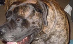 This is Sargent camouflage. He is pure breed, 4 years old brindle with black mask. He is on track to weigh over 200 lbs. He is out for stud only!! He is very smart, sweet great with kids and other animals, including other male dogs. He is registered and