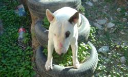 Seven all white English bull terriers born June 28, 2011 Six all white males one with a black ear, and one all white female. They will be ready to go on Aug 28, 2011 Only serious buyers please. Have both parents mother is all white and the father is all