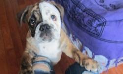 Adorable, sweet, affectionate English Bulldog puppies, 14 weeks old, they are ACA registered pure breds with all of their shots and worming up to date and they come with a written health guarantee. I have one male and one female, both are potty trained on